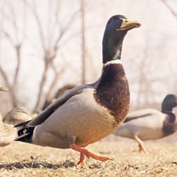 智能缓存管理的cc攻击免费网页版